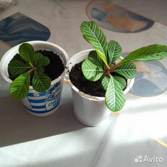 Комнатные цветы