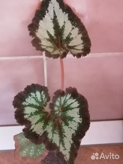 Бегония декоративно лиственная