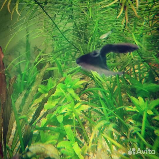 Гуппи Японцы (Эндлер голубой)