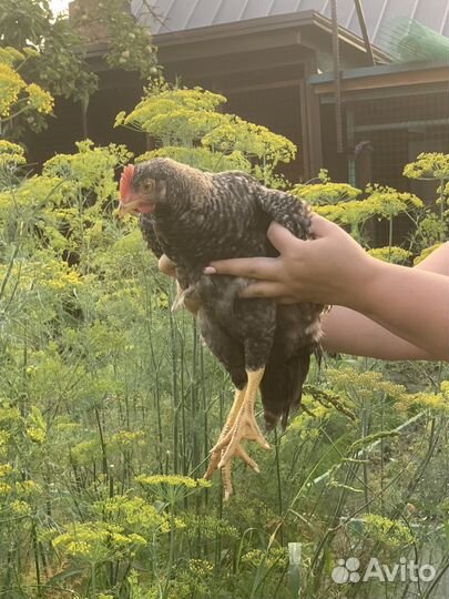 Молодые петушки