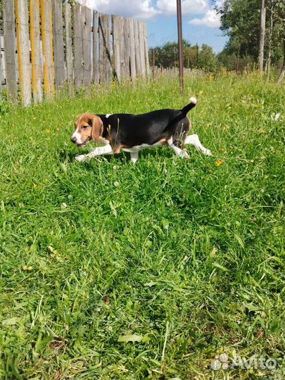 Эстонская гончая щенки