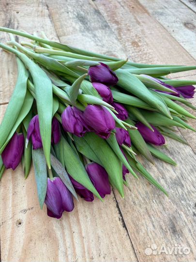 Тюльпаны с луковицами