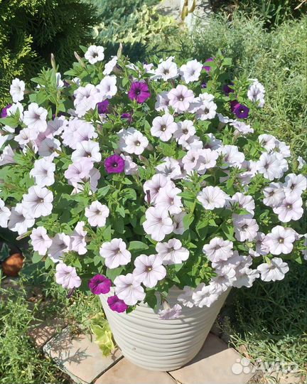 Петуния Тайдал Silver42л, а Тайдал Сherry и Red20л