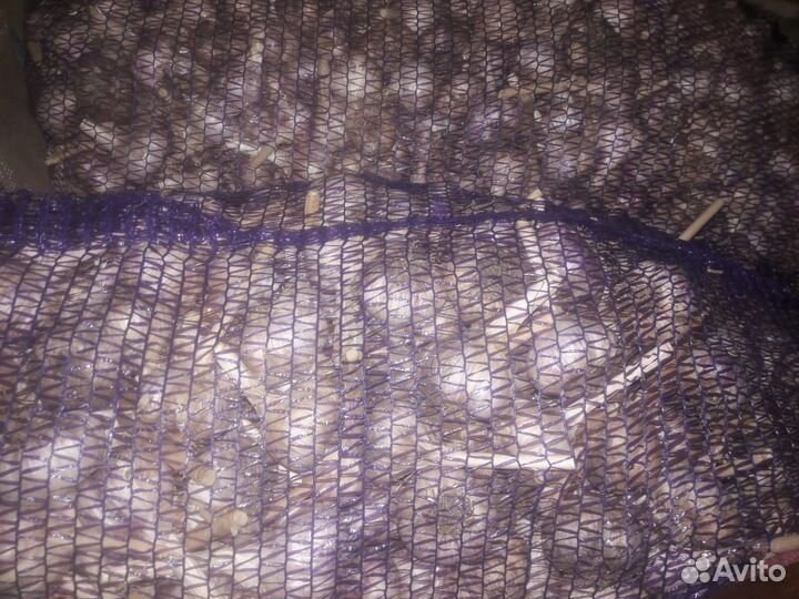 Чеснок озимый Любаша