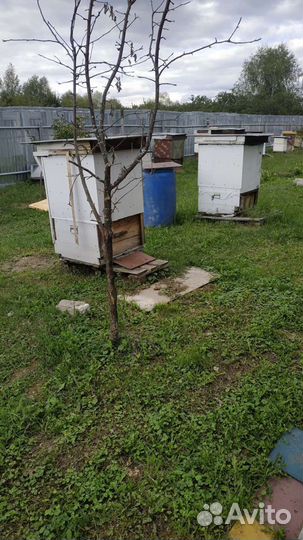 Продам ульи для пчел