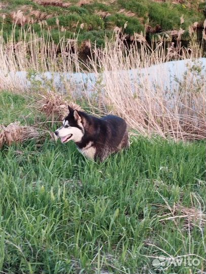 Маламут вязка