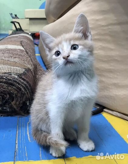 Отдам котенка бесплатно (Могу привезти)