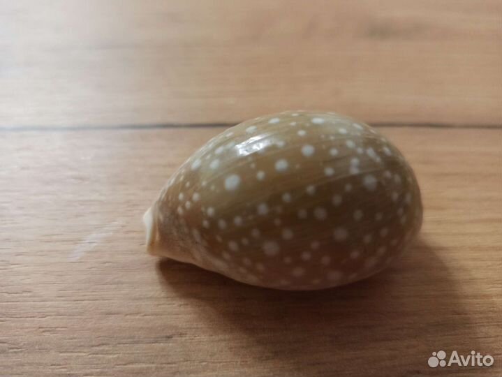 Морская раковина