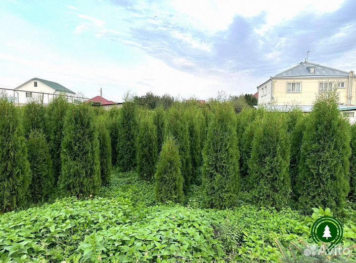 Туя Колумна для дачи. Питомник