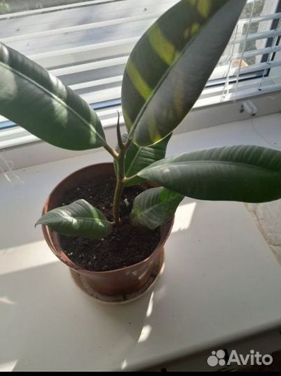 Фикус каучуконосный