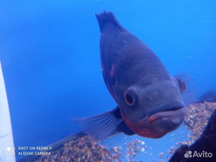 Астронотус