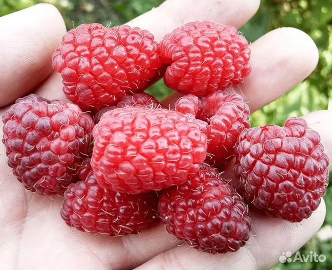 Саженцы Малины Шапка Мономаха из питомника