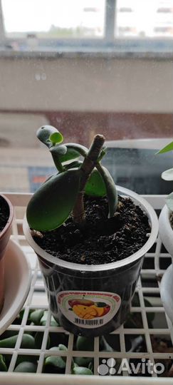 Красула толстянка. Растения