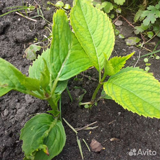 Саженцы многолетних цветов и деревьев