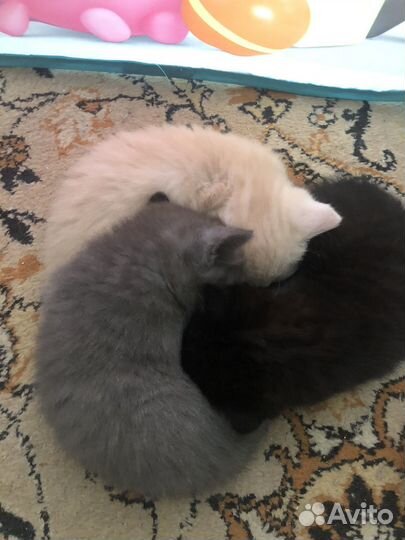 Шотландские котята