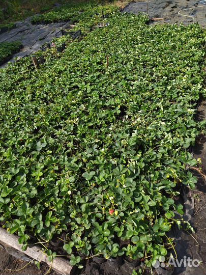 Саженцы ремонтантной клубники