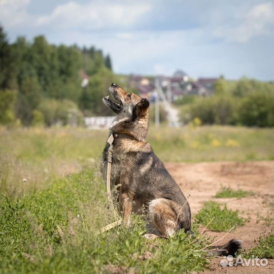 Собаки бесплатно в добрые руки