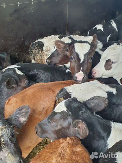 Телята бычки