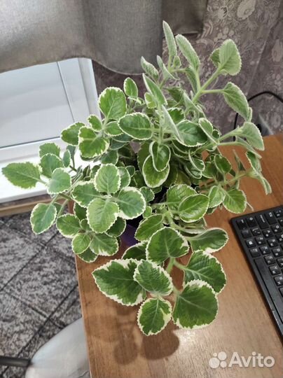 Мята комнатная сортовая плектрантус