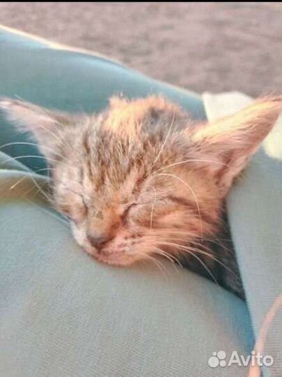 Котенок в добрые руки