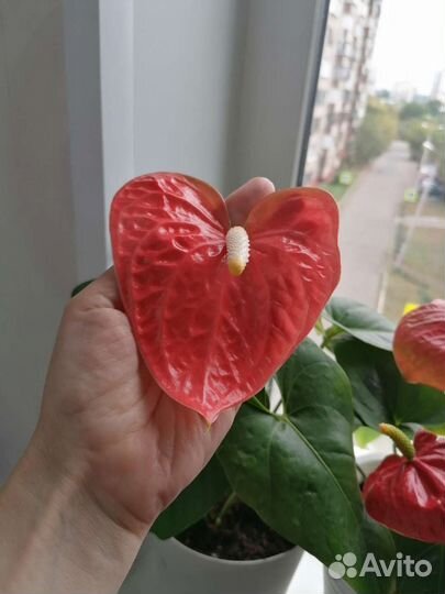 Антуриум коралл крупноцветковый