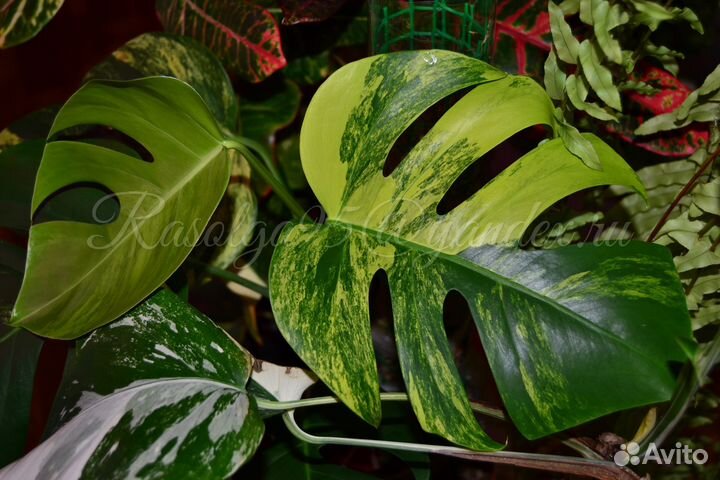 Комнатные растения