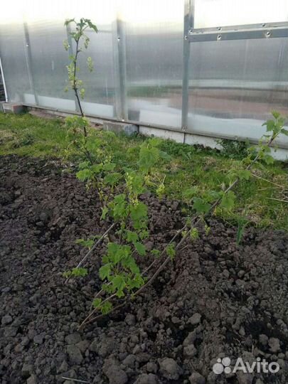 Саженцы,малина красная и желтая,крыжовник зеленый