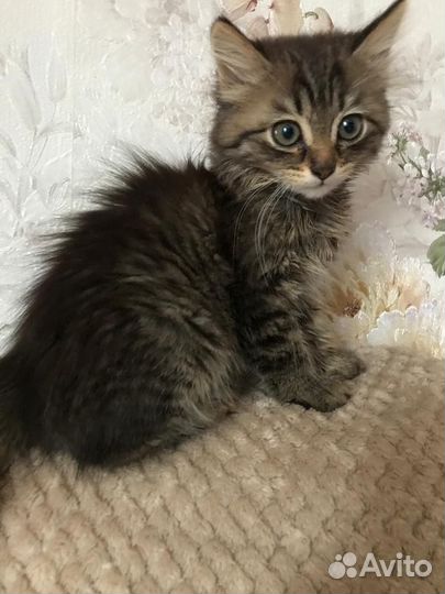 В добрые руки