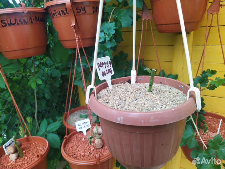 Эпифиллум perry J (черенок)