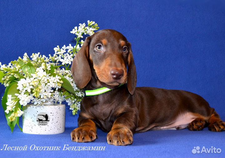 Щенки стандартной таксы - РКФ