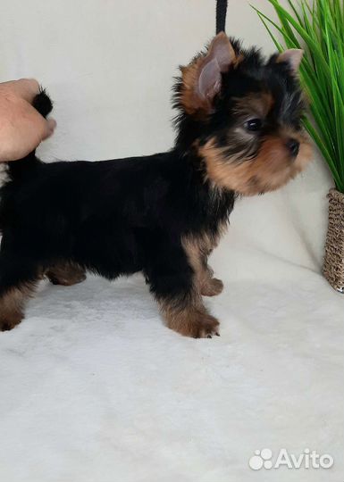 Йорк мини кобель