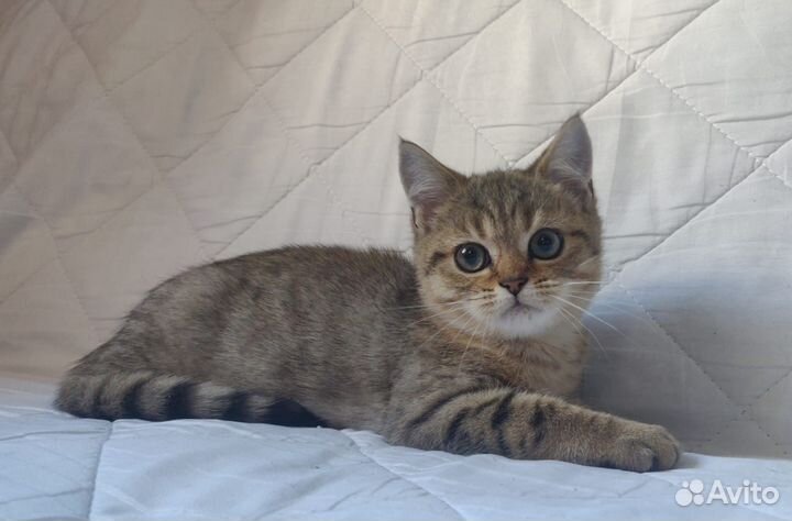 Шотландский страйт котик