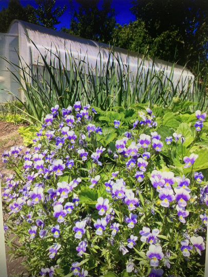 Дача 15 м² на участке 10 сот.