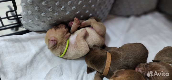 Щенки питбуля с документами