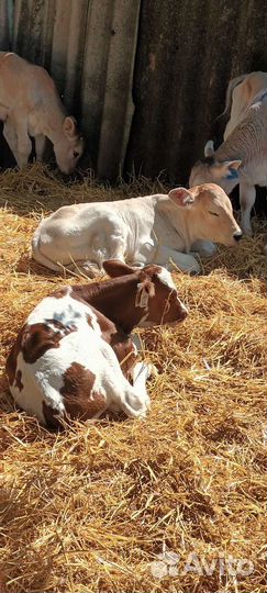 Телята бычки