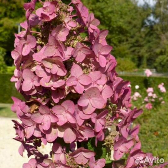 Гортензия Мега Минди