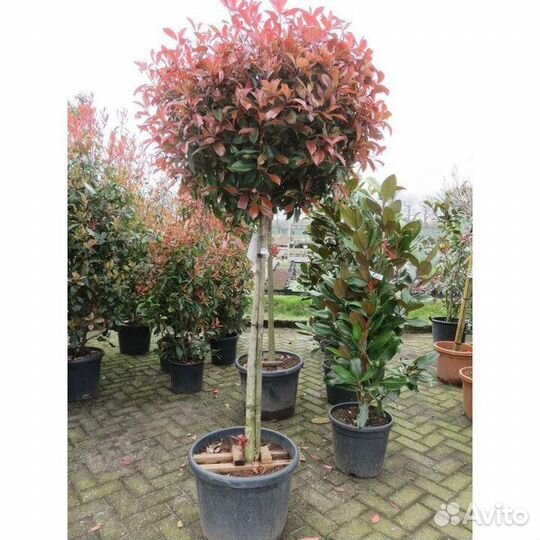 Фотиния на штамбе 4 сорта