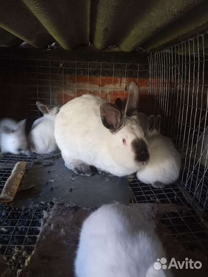 Кролики Калифорния и Обычные