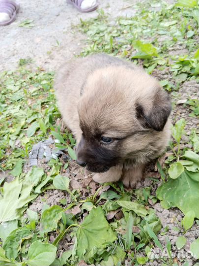 Собака в добрые руки отдам бесплатно