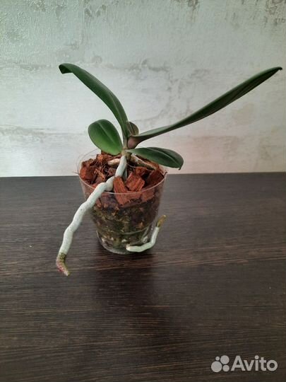 Подросток орхидеи