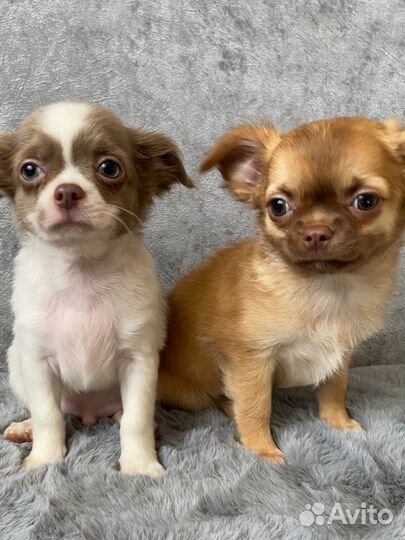 Щенки чихуа