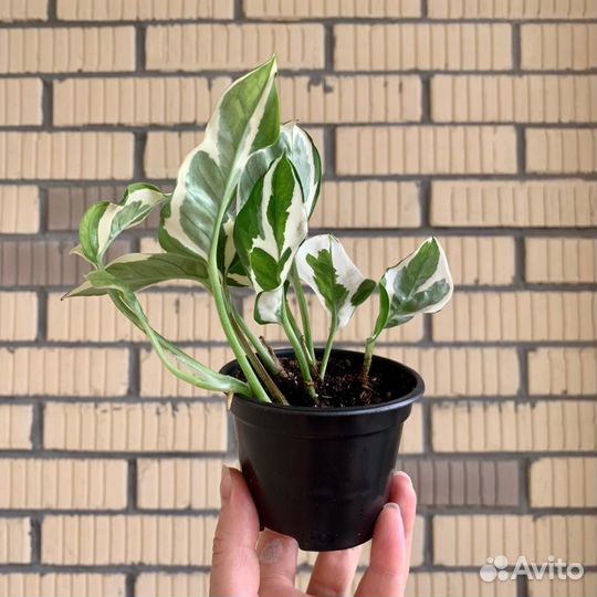 Сциндапсус н джой