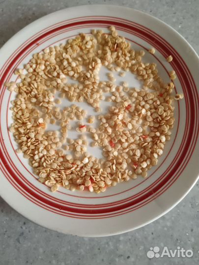 Семена перца гогошар