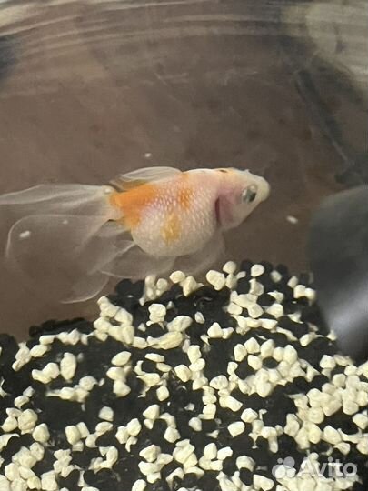 Аквариум с рыбкой