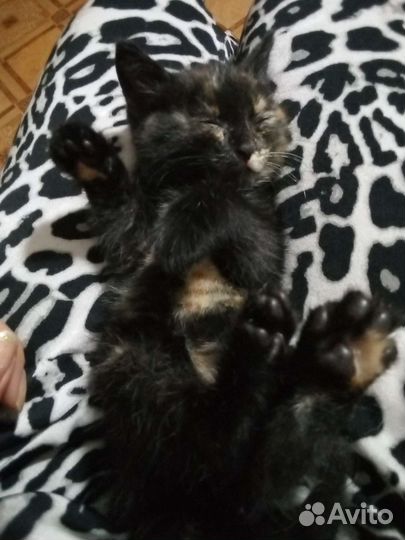 Кошка в дар бесплатно