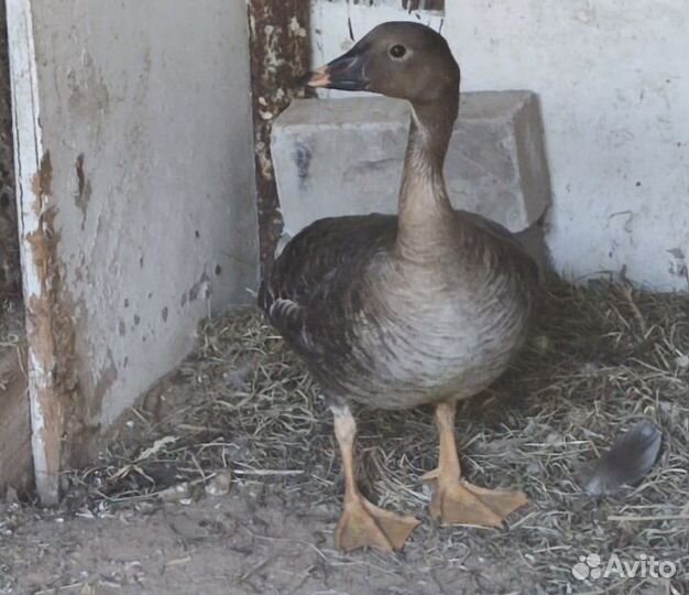 Гусь подсадной