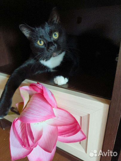 Черный кот в дар