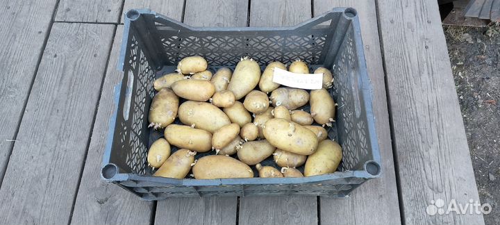 Семенной картофель