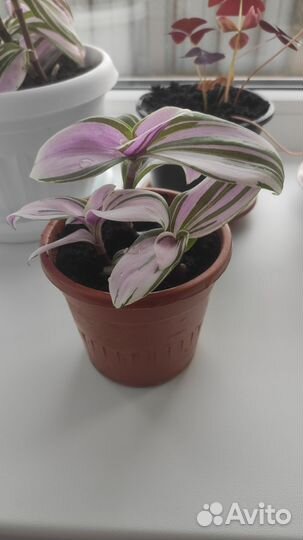 Традесканция нанук