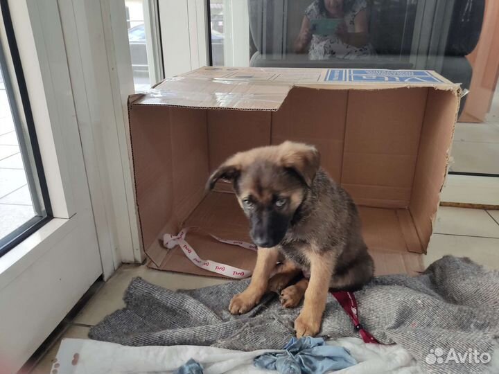 Собаки бесплатно в добрые руки щенки